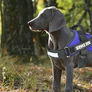 PawFit Gepersonaliseerde Hondenriem